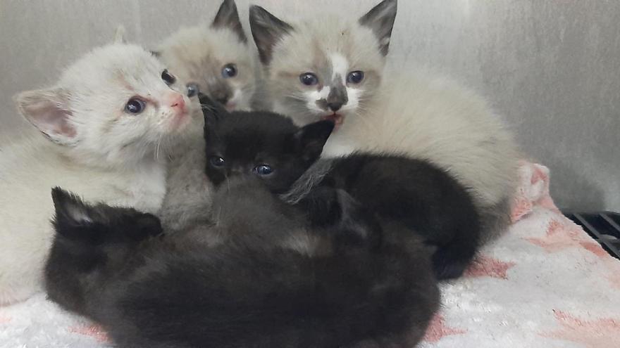 Seis gatitos buscan hogar en Zamora