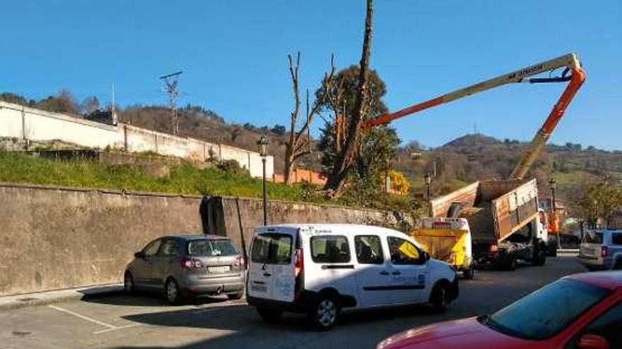 Los operarios, podando y retirando un árbol en Tudela Veguín, ayer.