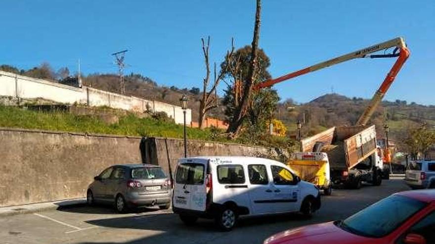 Los vecinos denuncian la tala indiscriminada de árboles en Tudela Veguín