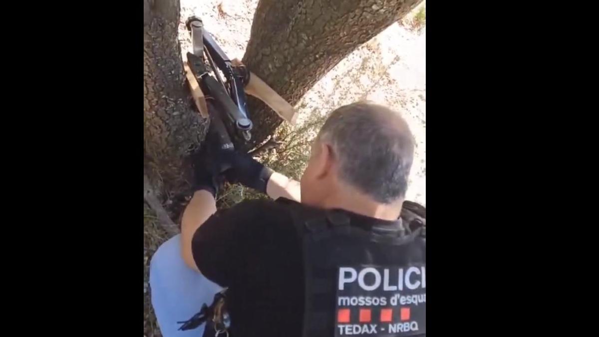 Un agent dels Tedax retira el projectil encastat en una alzina a Berga