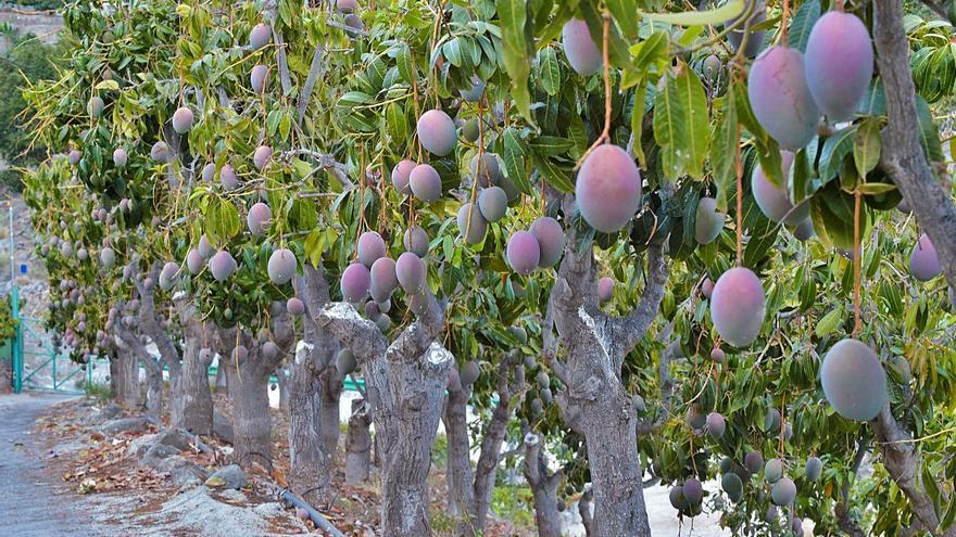 La fruta fresca CANARIA que te mantiene joven y que ya está en tu supermercado