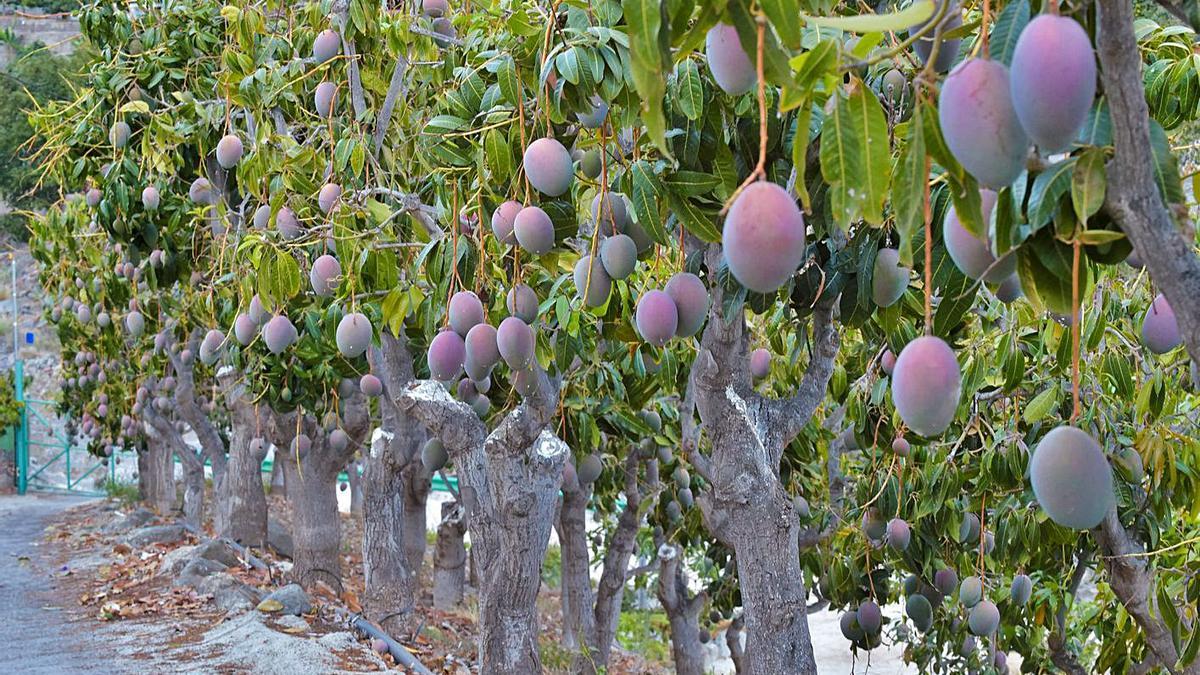 Una finca dedicada al cultivo de mangos, en Mogán. | | ANDRÉS CRUZ