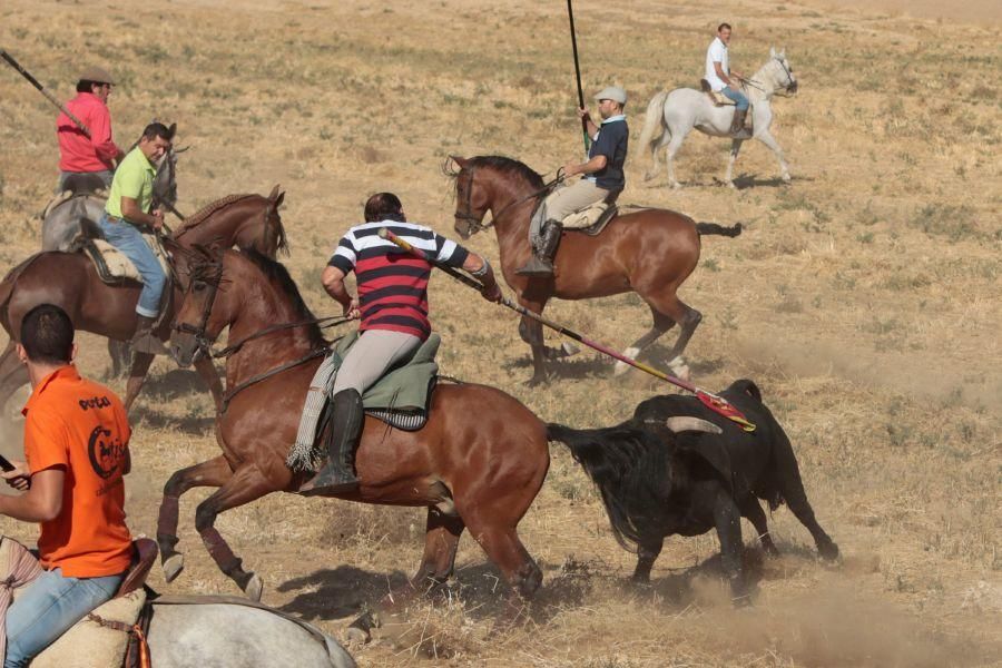 Fiestas en Zamora: Encierro en El Pego