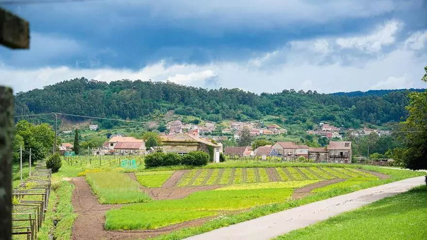 La Misión Biológica de Galicia trabaja para mejorar el presente y el futuro de cultivos, bosques y ecosistemas