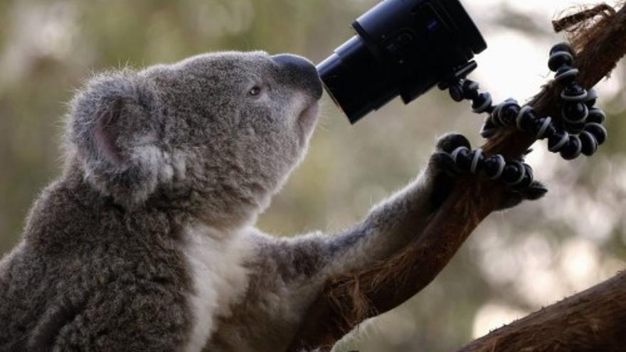 Los koalas se apuntan al &#039;selfie&#039;