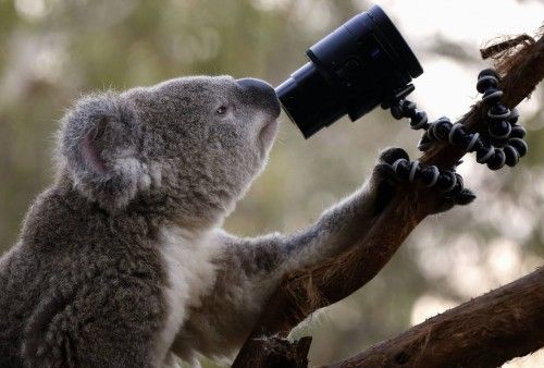 An Australian Koala looks at a camera as it sits atop a branch in its enclosure at Wild Life Sydney Zoo