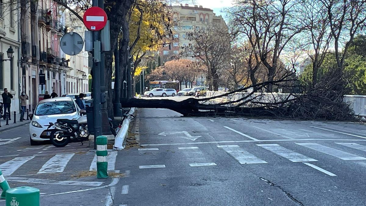 El viento tumba un árbol y obliga a cortar el tráfico en la Petxina