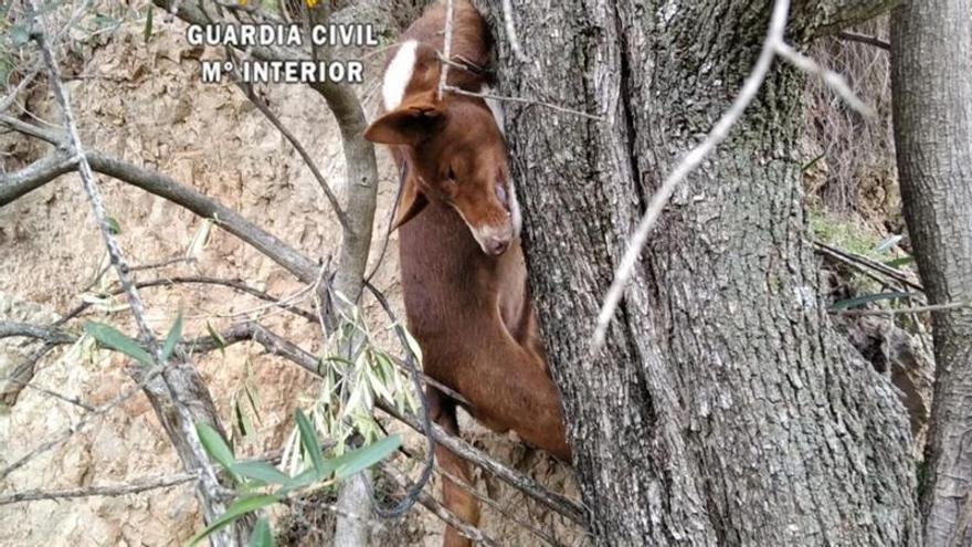 Un año de prisión para los dos cazadores que ahorcaron a un perro en Almogía