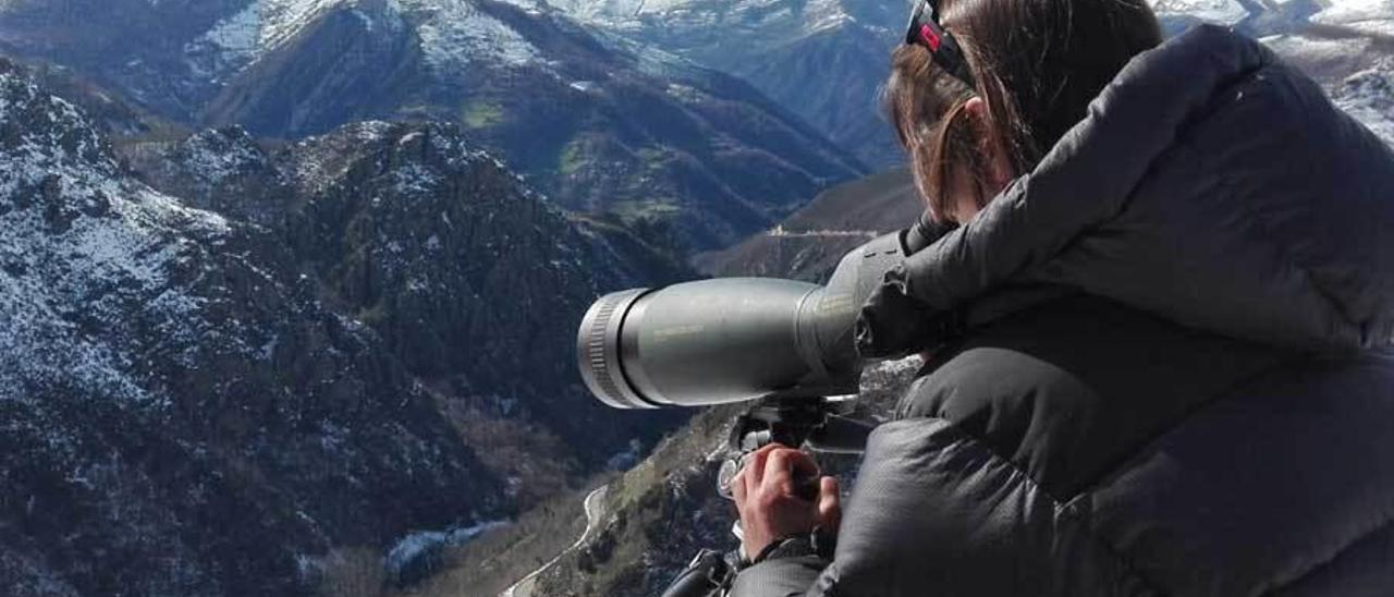 Sofía González Berdasco guía un avistamiento de osos en Somiedo.