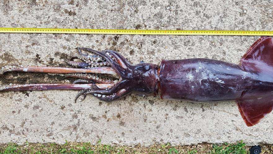Encuentran un calamar de 1,3 metros y 10 kilos en Formentera