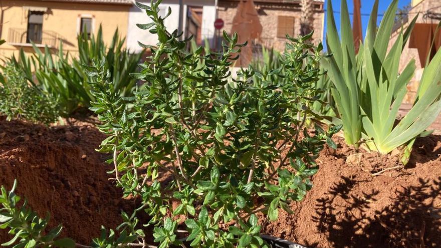 Plantan la estepa de Cartagena en Serra.