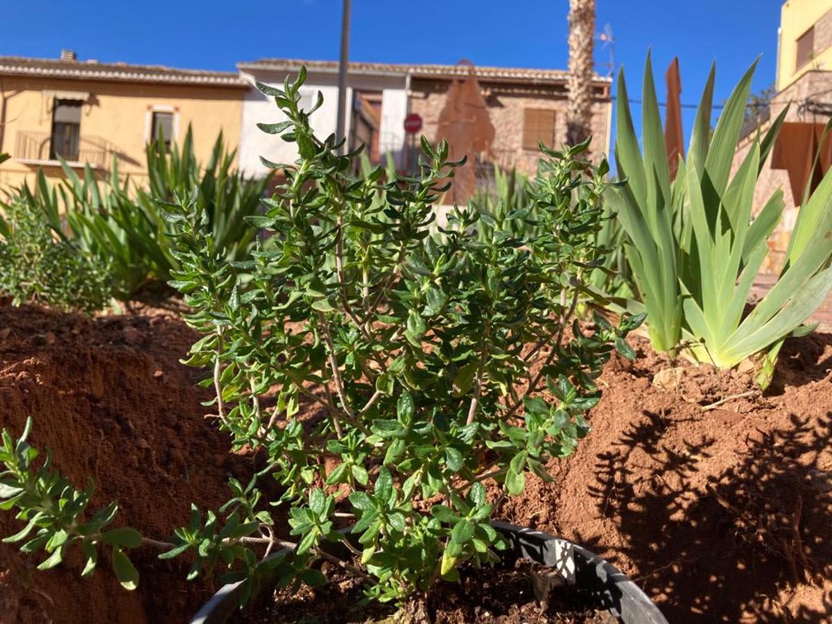 Plantan la estepa de Cartagena en Serra.