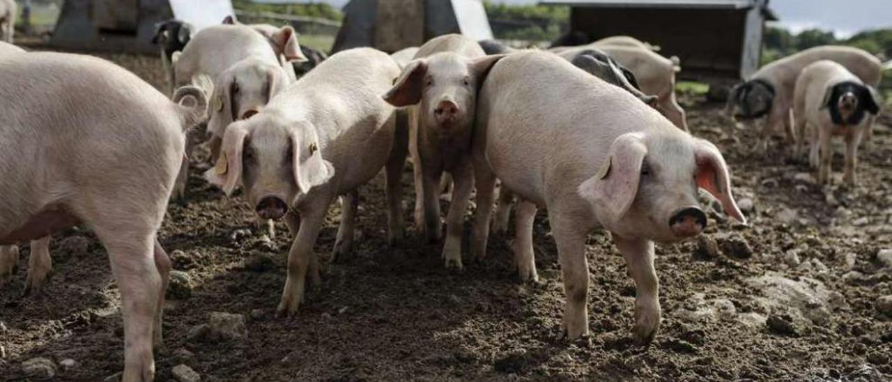 Una granja de animales porco celta en la provincia de Ourense. // Brais Lorenzo