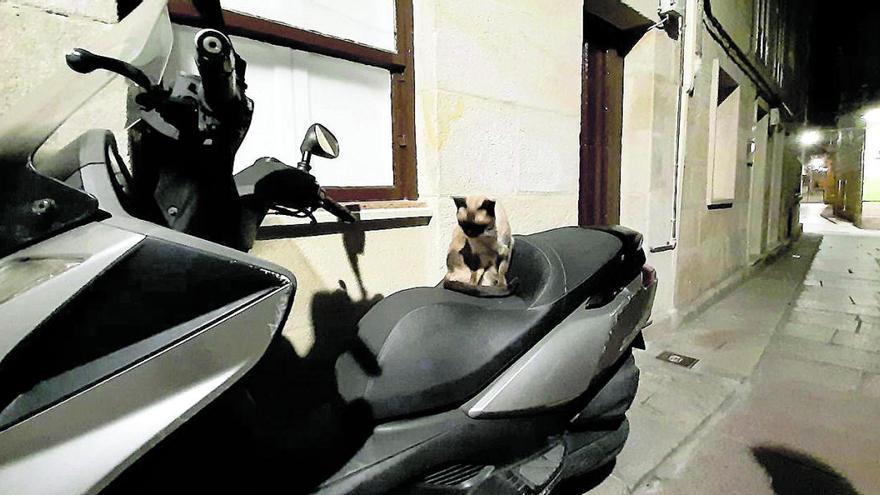 Un gato motorista. Este minino parece tener especial predilección por los vehículos de dos ruedas. No sabemos si ejerce de vigilante para que nadie se lleve la montura o si simplemente encontraba cómodo el sillón de la moto para pasar la noche. A lo mejor una de estas noches le da por ponerse el casco y arrancar la moto para darse un garbeo.