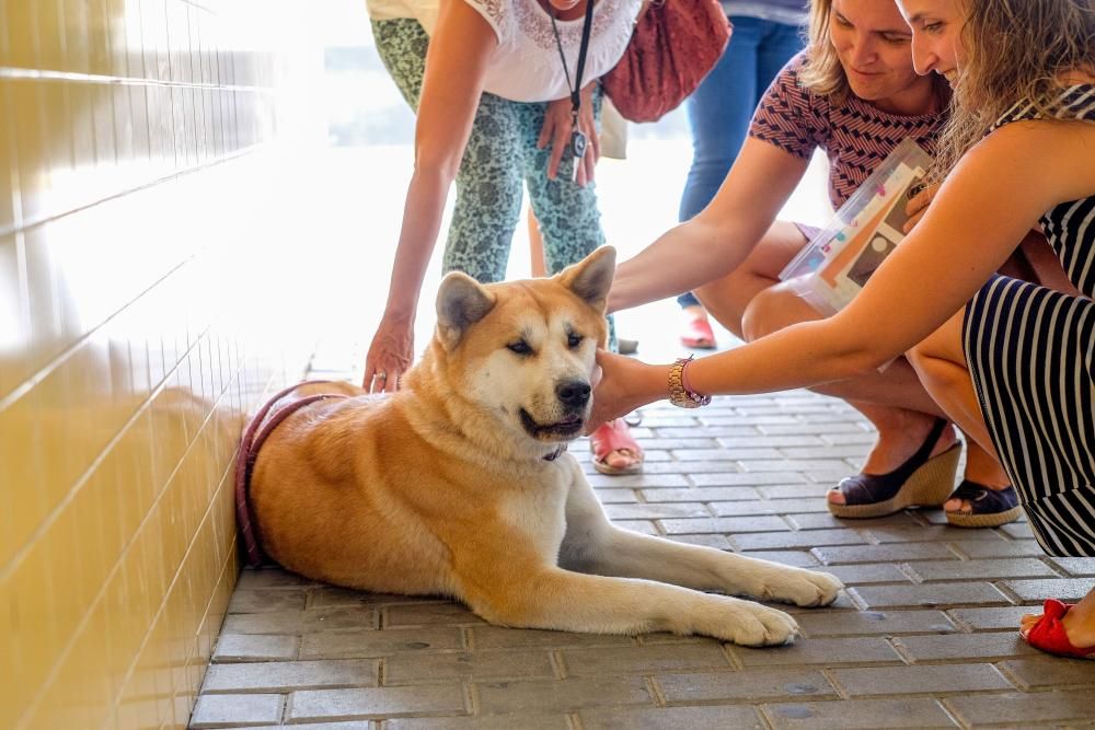 Maya, un ejemplo de fidelidad