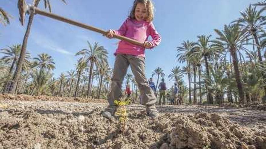 Higueras del poeta en el Palmeral