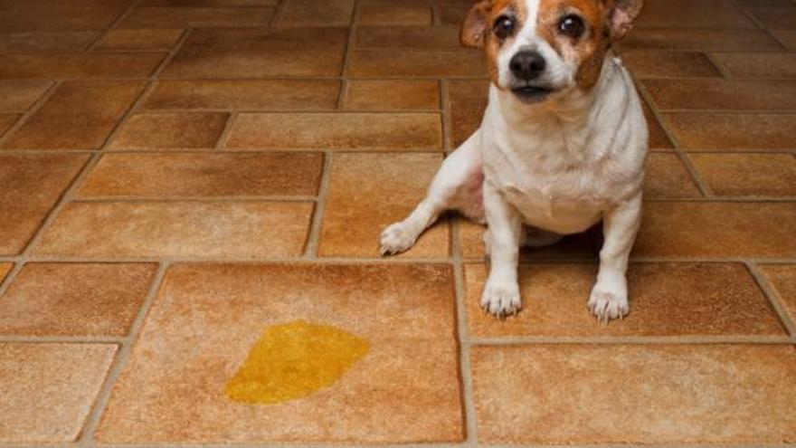 Remedios caseros para evitar que tu perro orine en casa