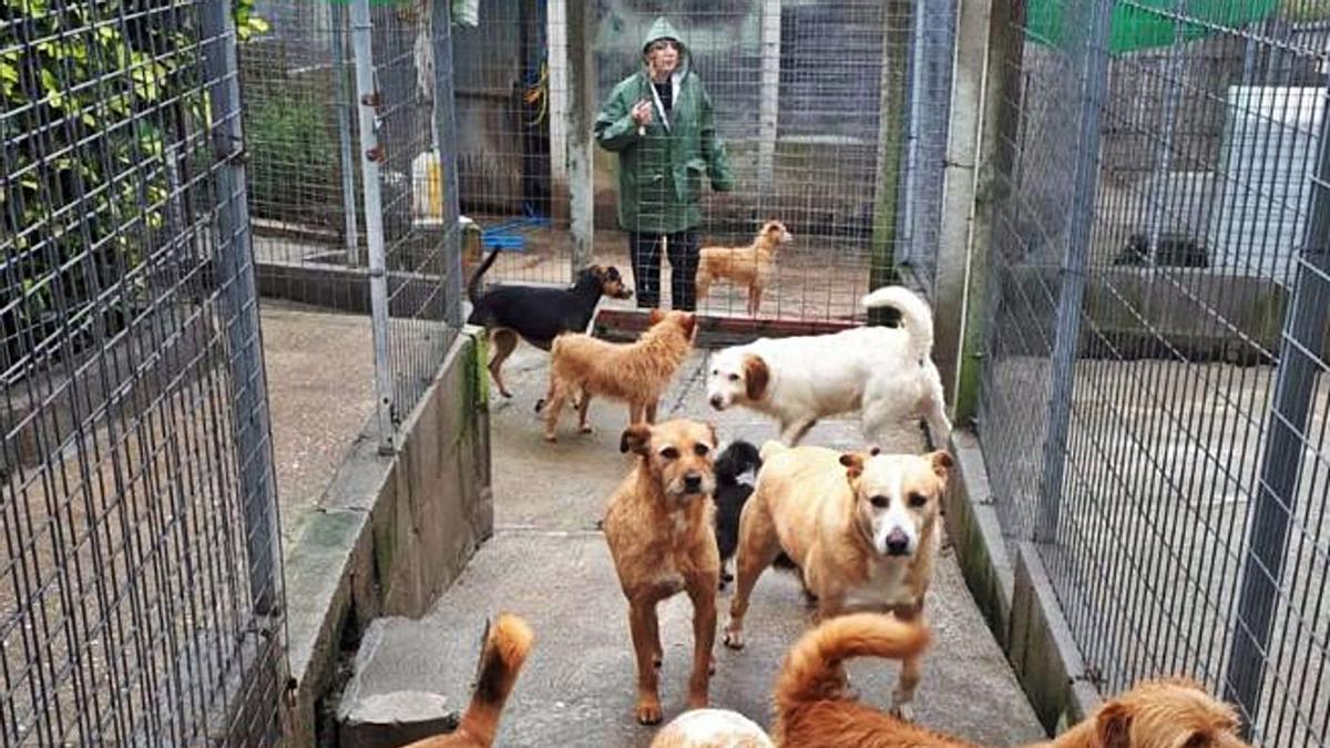 Canes refugiados en la protectora Aloia a la espera de una adopción.