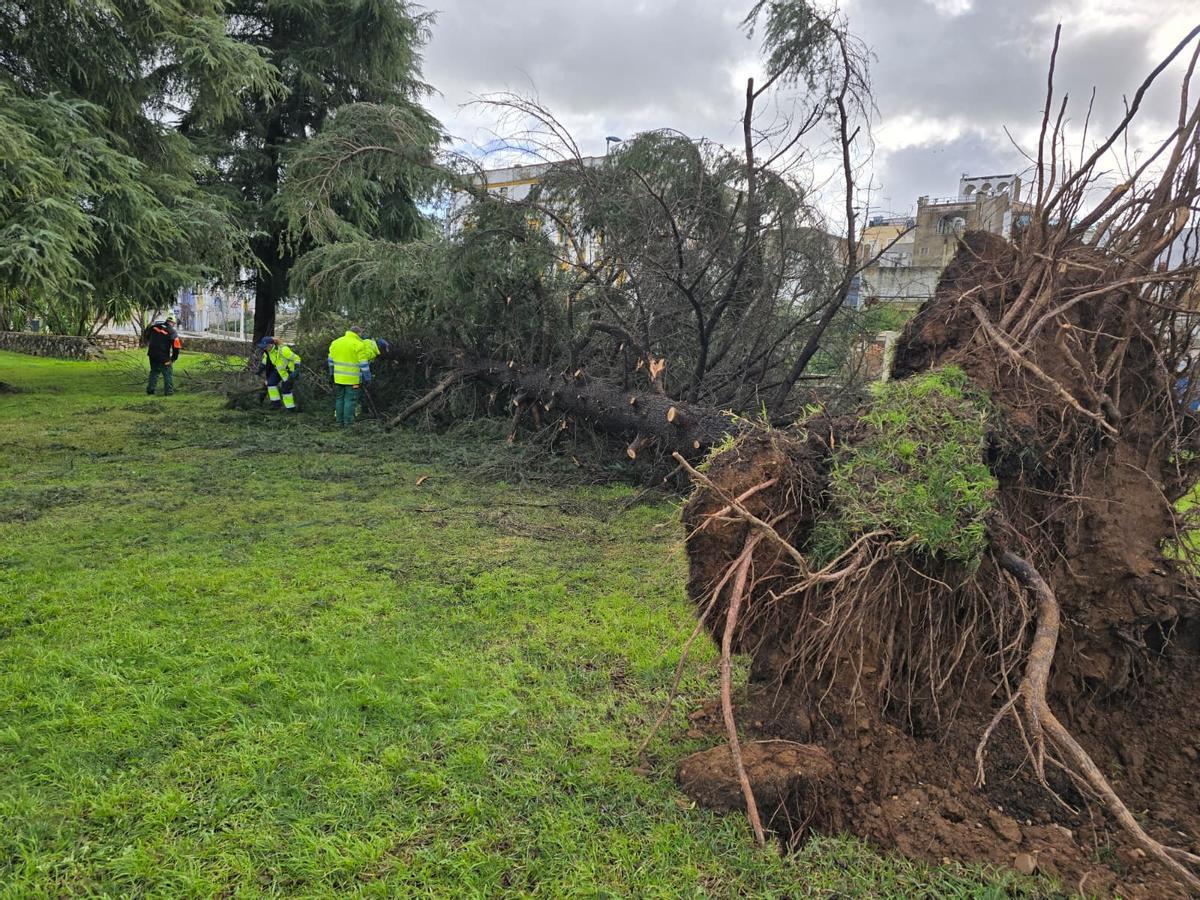 Un cedro cae junto a la rotonda de los tres poetas en Badajoz.