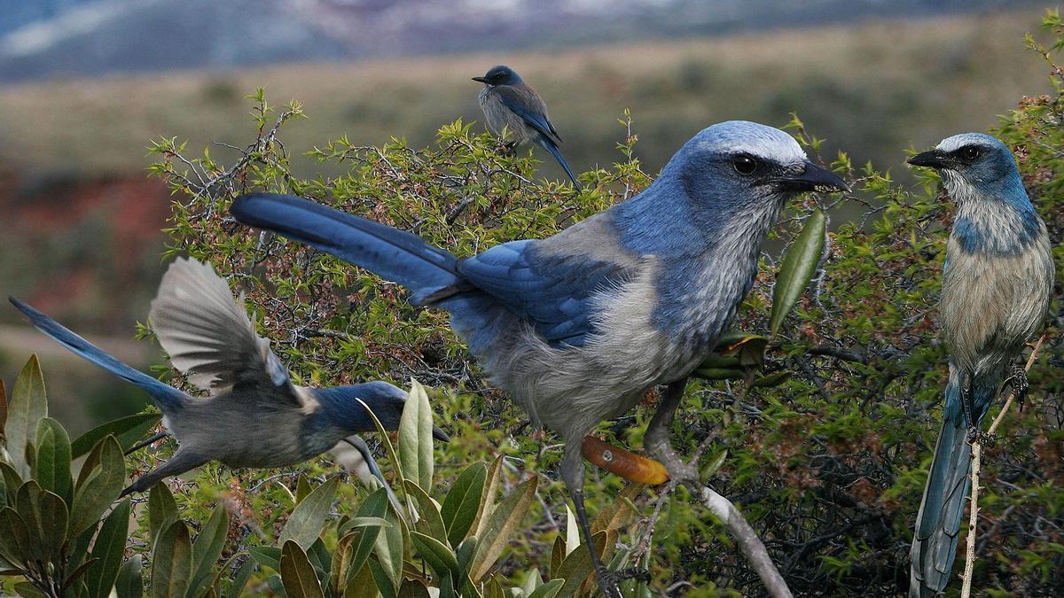 En el reino animal, los ejemplos más notables de comportamiento altruista ocurren en el contexto de la crianza de los hijos. Las sociedades de animales que exhiben un cuidado cooperativo de las crías incluyen: arrendajos de Florida