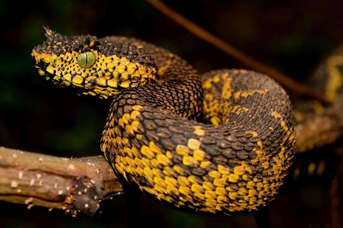 Un exemplar d’’Atheris matildae’. Un exemplar d’’Atheris matildae’.