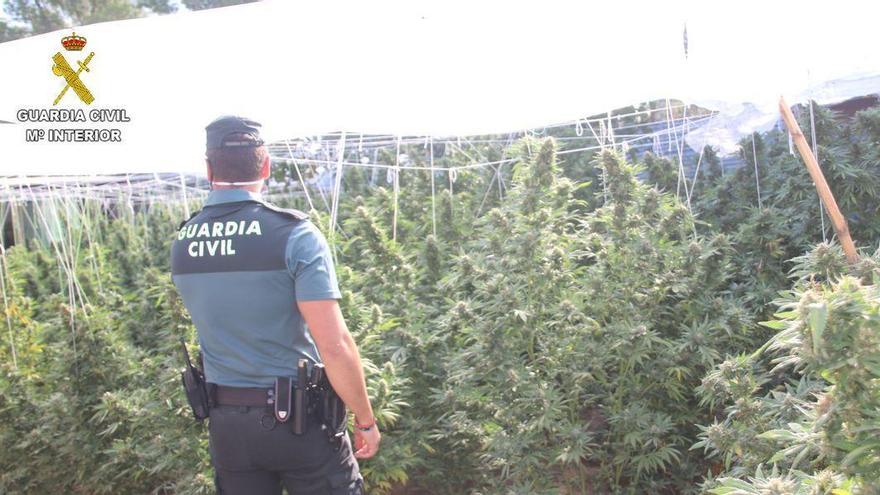 Detenido por cultivar más de 600 plantas de marihuana en Segorbe