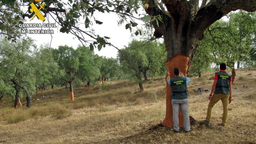 Investigados tres hombres por robar corcho valorado en 12.000 euros de una finca de Jerez de los Caballeros