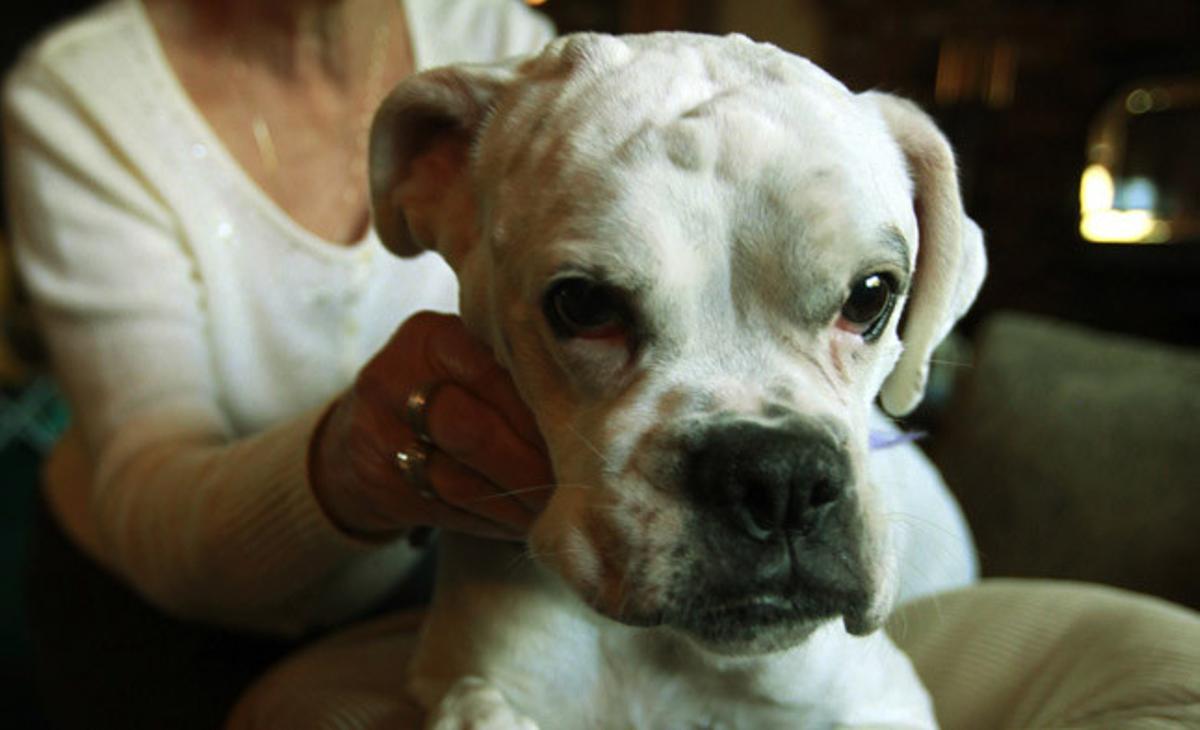 Un gos afectat de múltiples tumors en una localitat de Califòrnia on aquesta malaltia té una alta incidència. Un gos afectat de múltiples tumors en una localitat de Califòrnia on aquesta malaltia té una alta incidència.