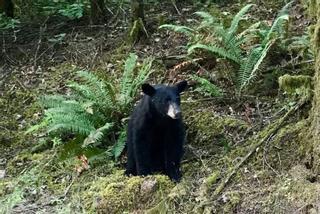 Un oso es sacrificado por exceso de cercanía a las personas que se hacían selfies y le tiraban comida