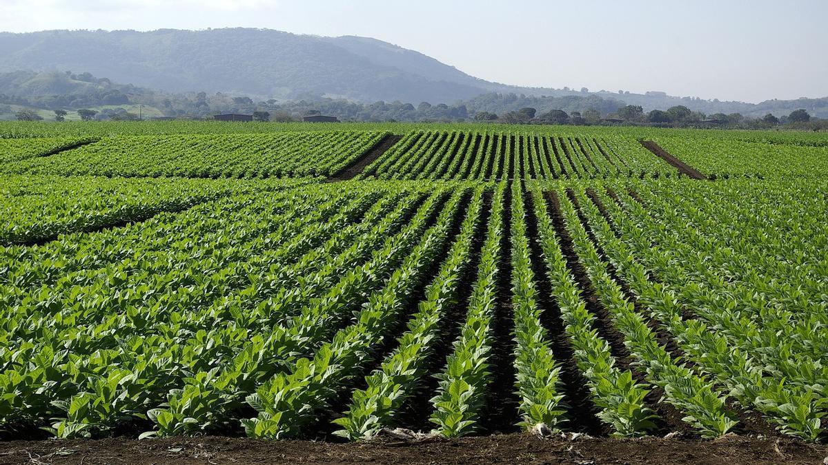 Cultivo de tabaco.