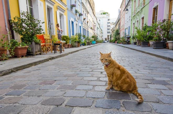 Gato en la Rue Cremieux, París