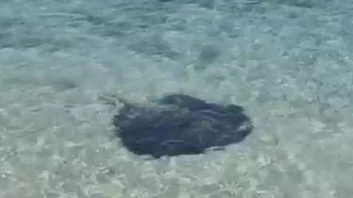 Un chucho nada a sus anchas en uno de los charcos naturales más visitados de Canarias