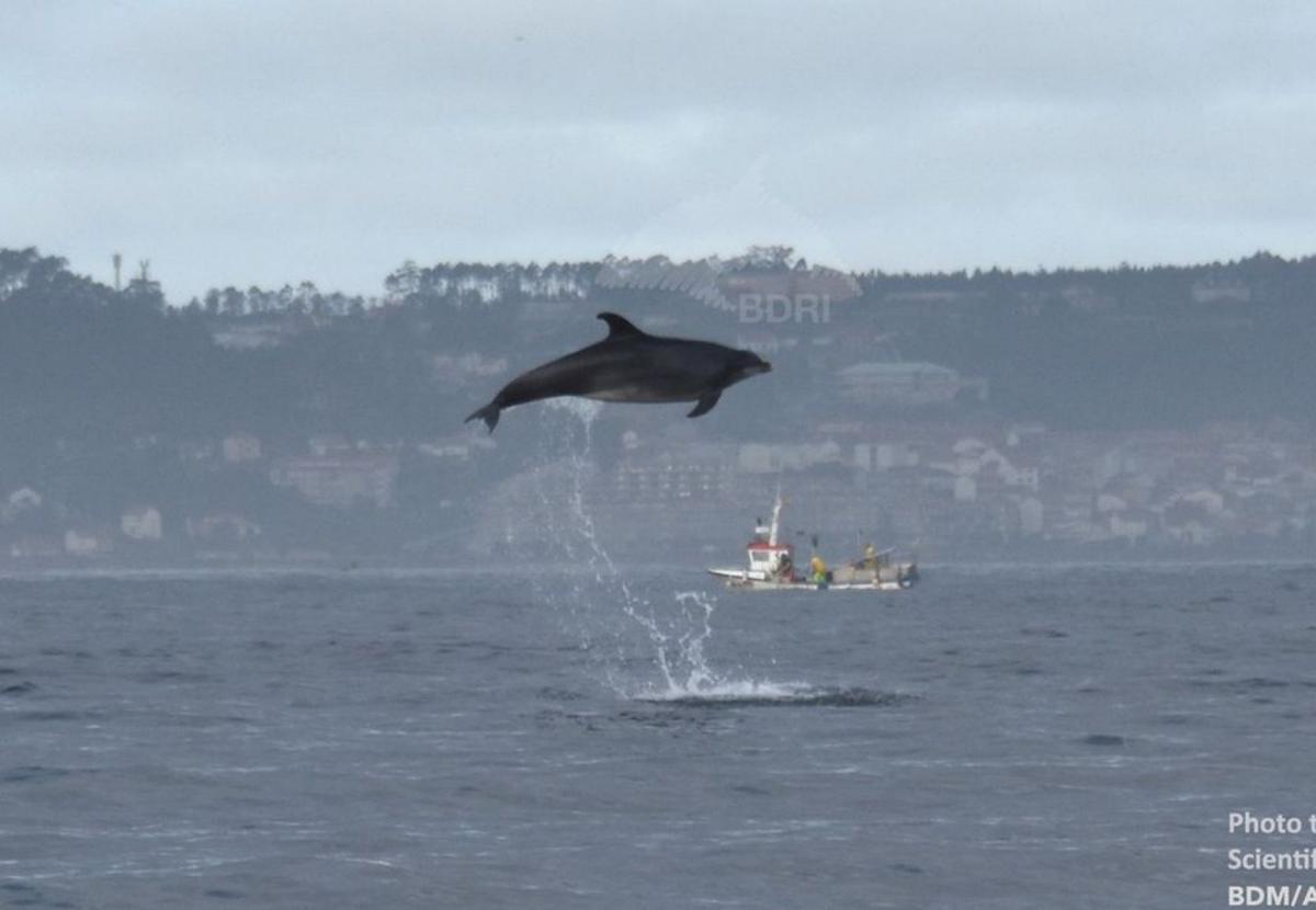 Arousa, Pontevedra y Vigo, cuna del estudio de los mamíferos marinos