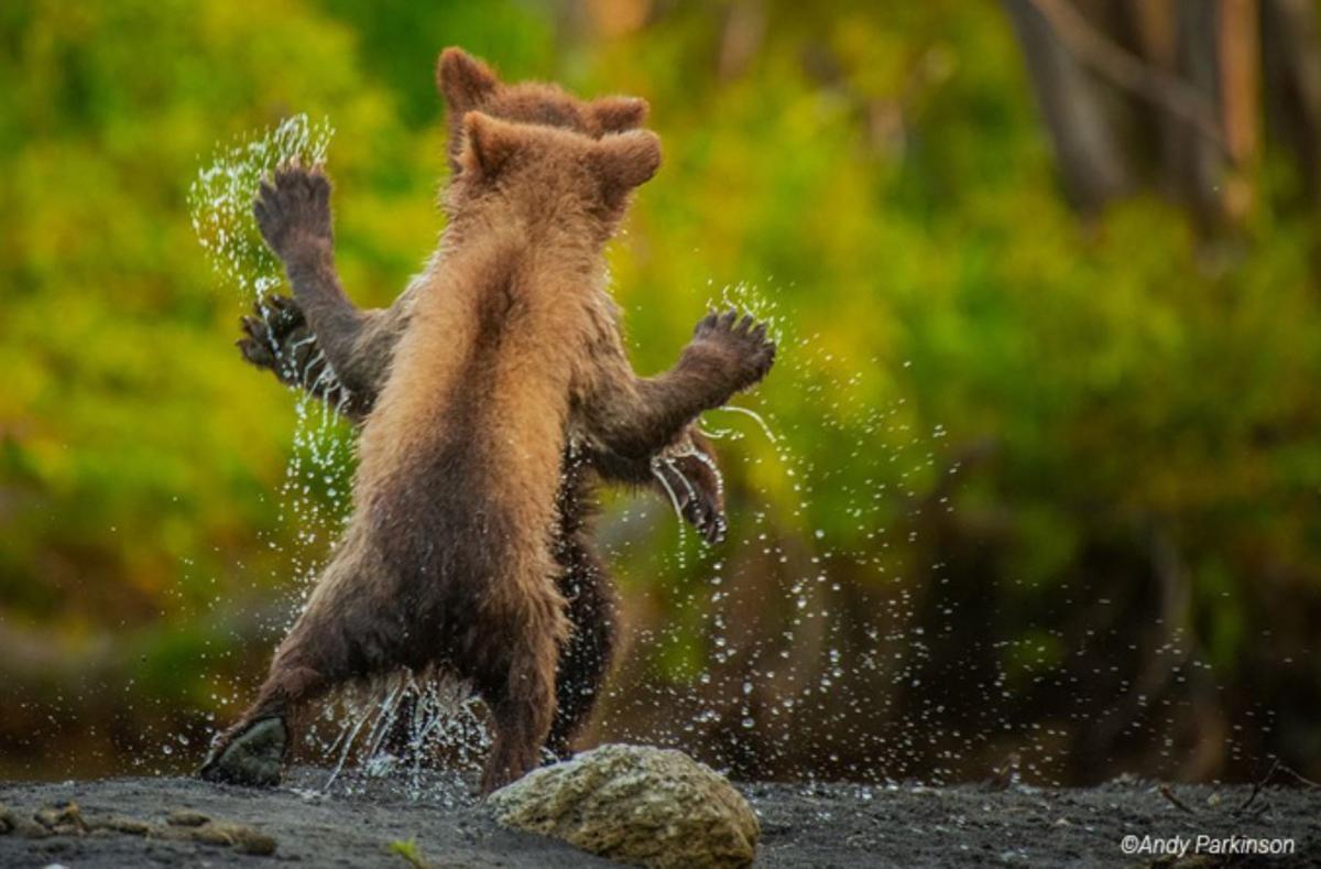 Las fotos de animales salvajes más divertidas del año