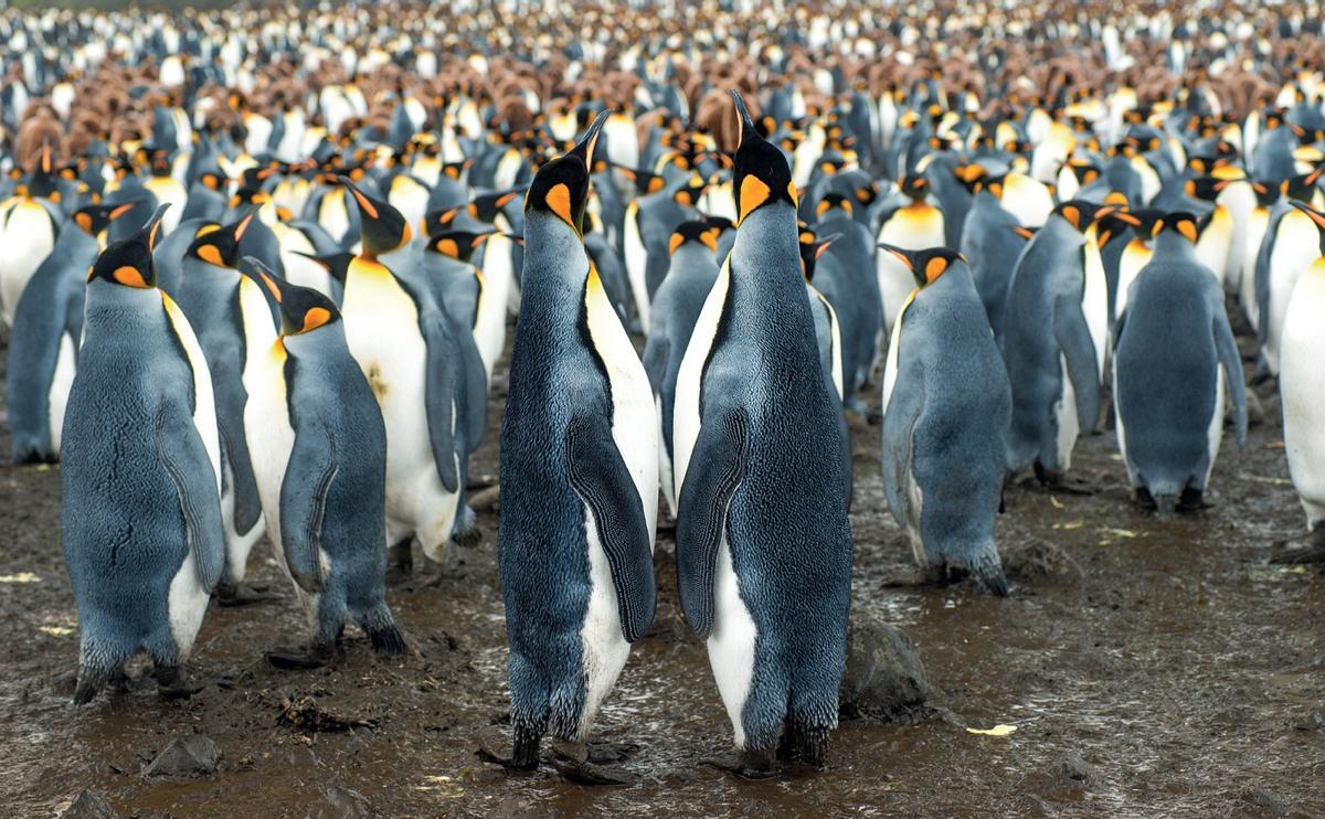 Islas Kerguelen, Índico Islas Kerguelen, Índico