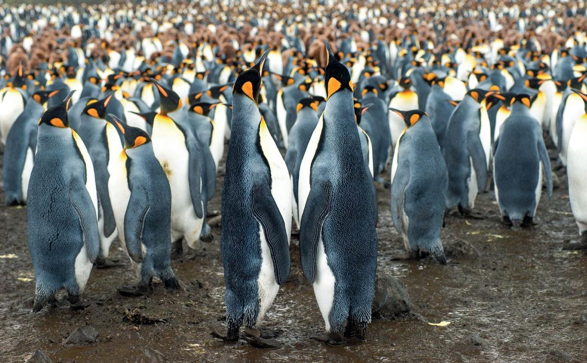 Islas Kerguelen, Índico