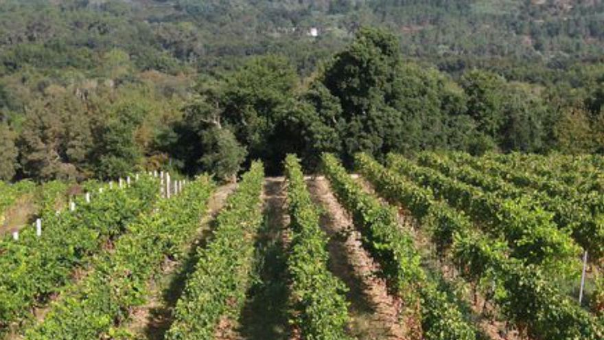 Galicia valida una plataforma que reduce el uso de pesticidas en viñedos