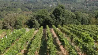 Galicia valida una plataforma que reduce el uso de pesticidas en viñedos