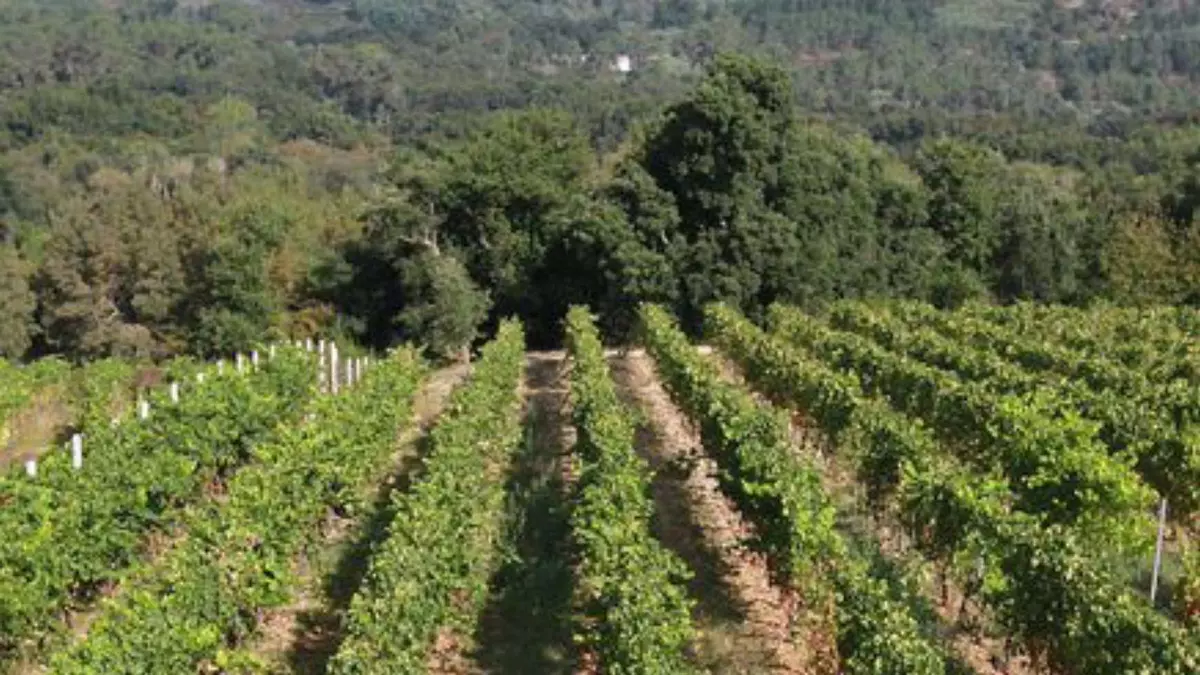 Galicia valida una plataforma que reduce el uso de pesticidas en viñedos