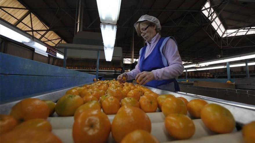 Hoteles y restaurantes repartirán 3.000 bolsas de clementinas en Nochevieja