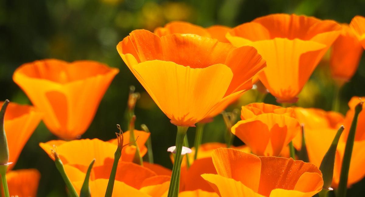 La amapola de California, aunque visualmente atractiva y ampliamente utilizada en jardinería en otras regiones, está catalogada como especie exótica invasora en España.