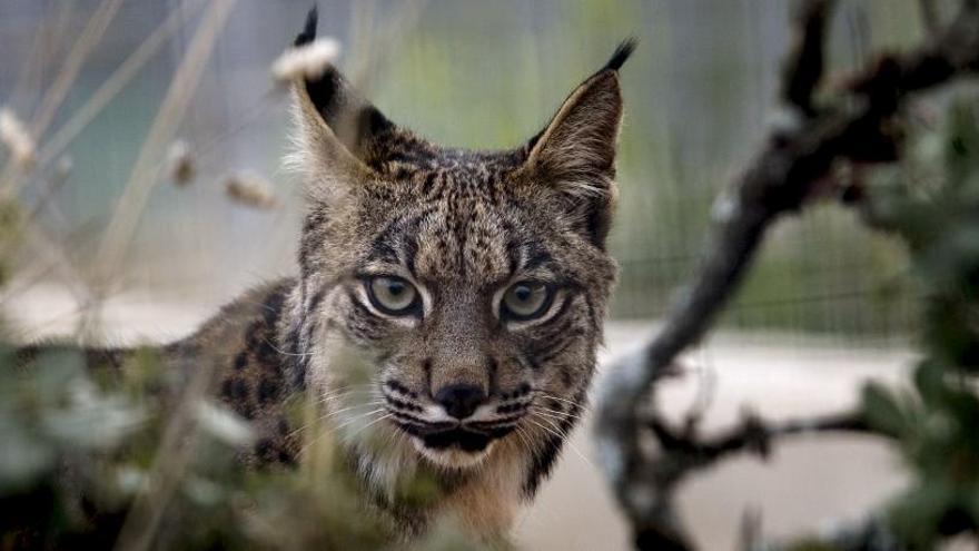 El lince ibérico está en peligro de extinción.