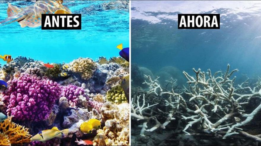 Muerte de corales