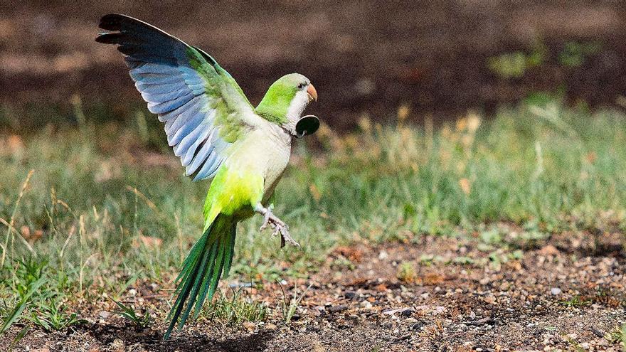 Estos animales de compañía están prohibidos en España