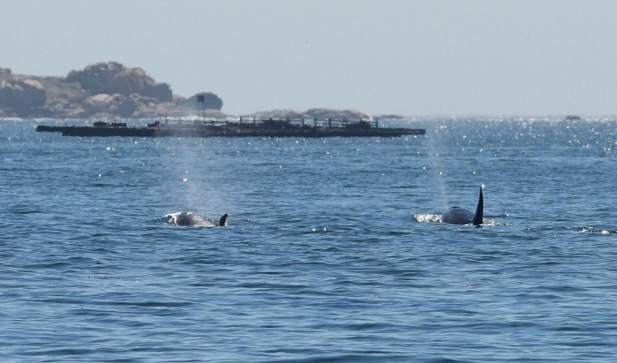 Orcas fotografiadas desde el barco pesquero rehabilitado "Chasula" en aguas de la ría de Arousa. El 20 de agosto de 2023 a la altura de Rúa, Sálvora y la costa de Castiñeiras y Aguiño, en el Concello de Ribeira.