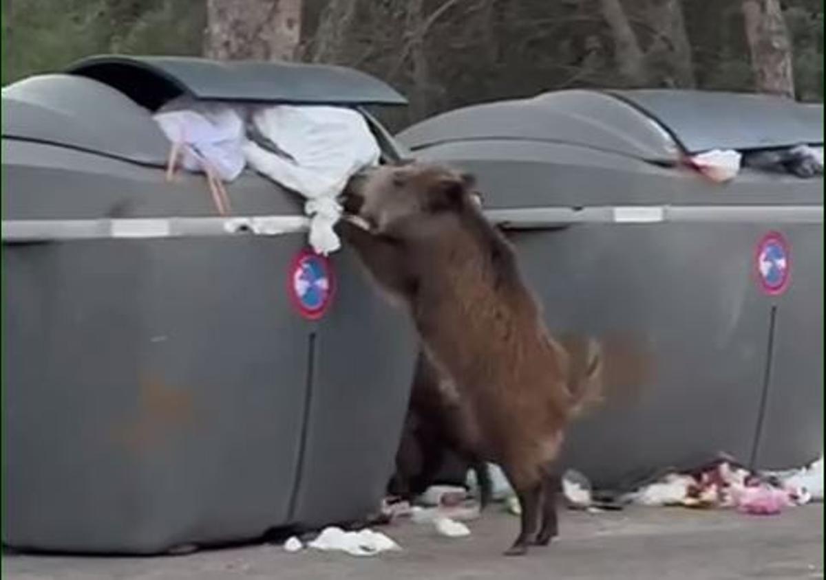 Un jabalí encaramado en el contenedor y sacando las bolsas de desperdicios