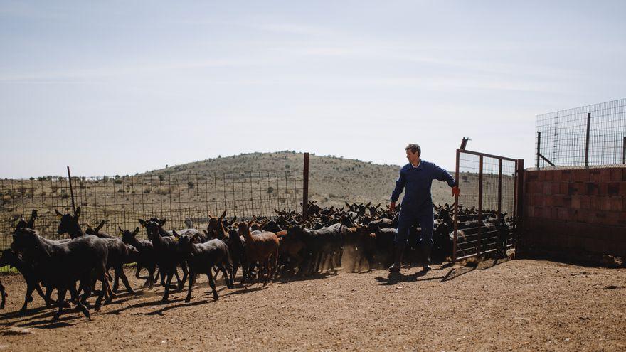 Denuncian el robo de más de 500 cabras en Málaga