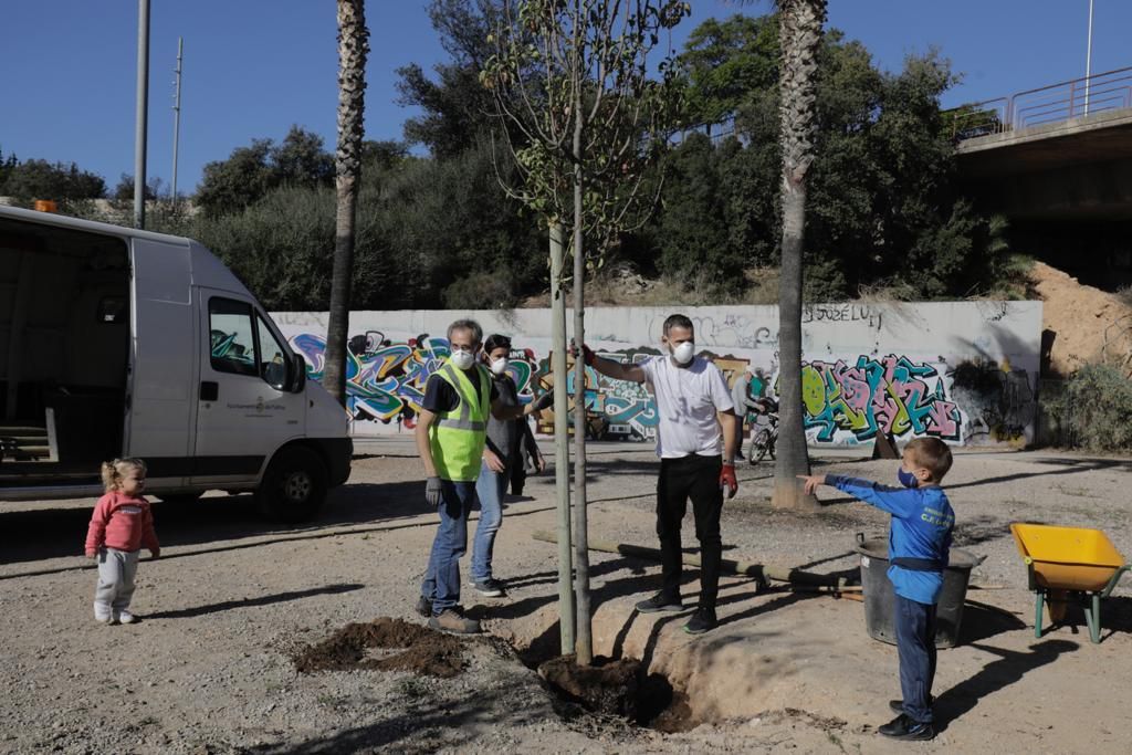 Siembra de árboles en el parque de sa Riera de Palma