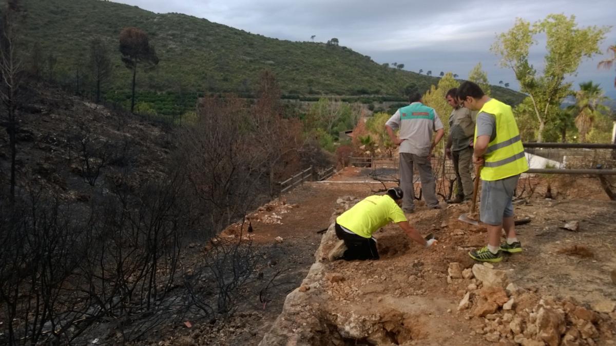 Trabajos para desempleados agrícolas en Carcaixent.