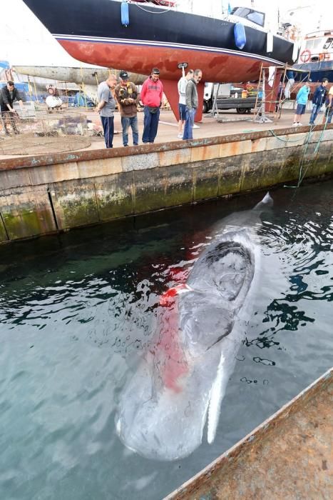 14/03/2019 TALIARTE. TELDE. Recogida del cachalote varado en la costa de Telde.   Fotografa: YAIZA SOCORRO.